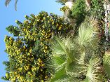 Aegypten-Hella-Tom-und-ich-17.10.2009